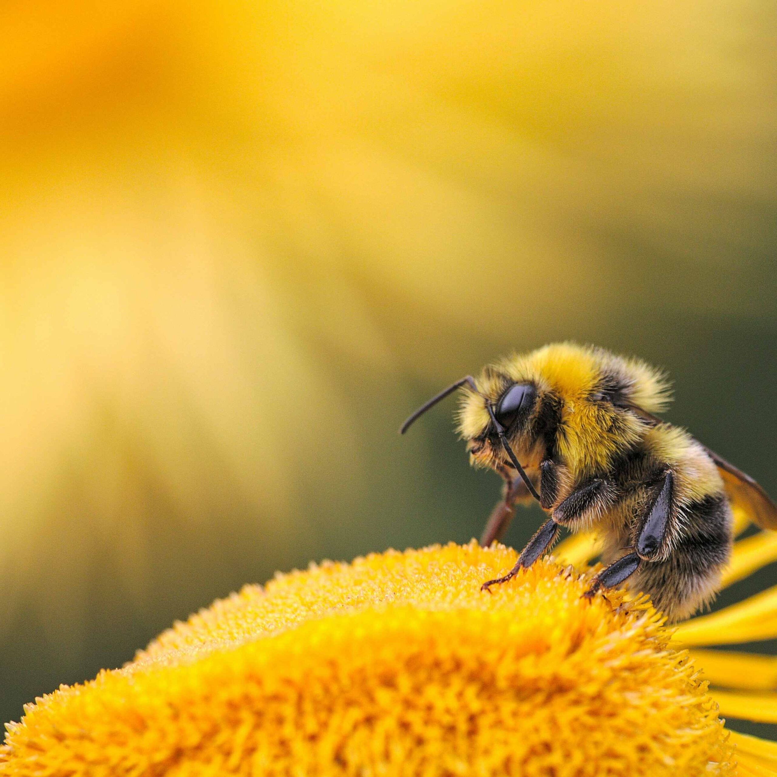 Eine Wildbiene auf einer Sonnenblume.