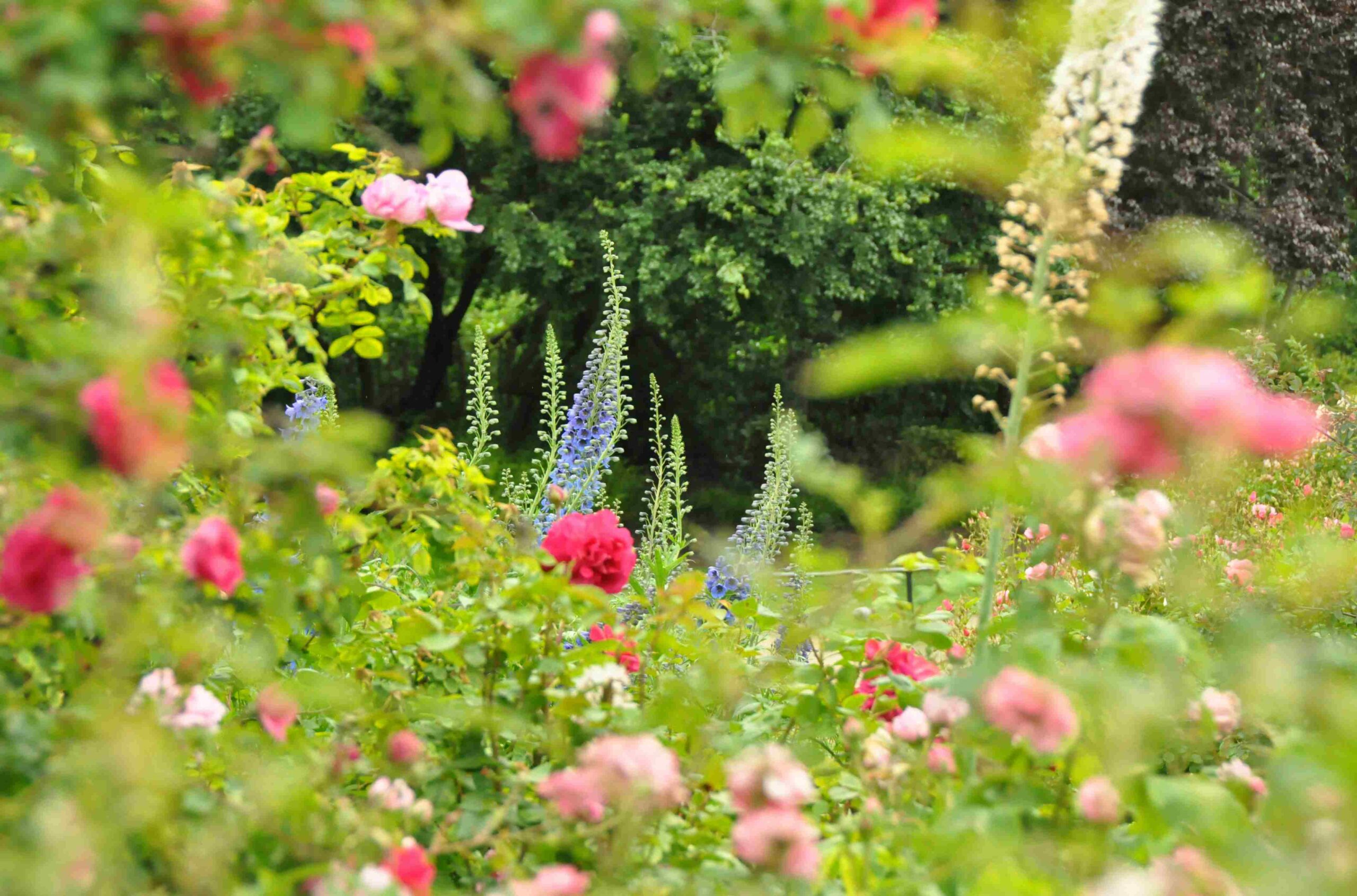 Ein blühender Garten mit verschiedenen Pflanzen