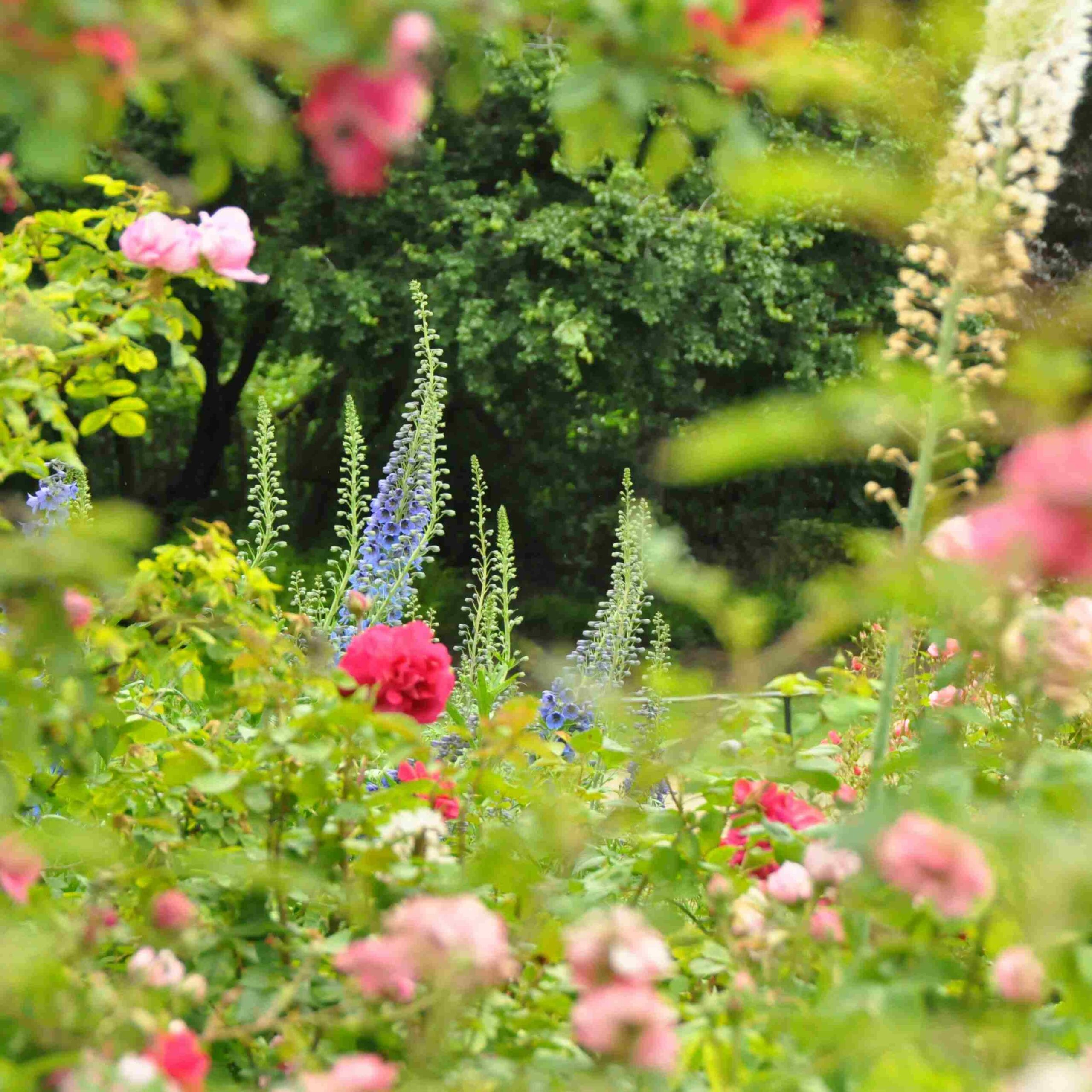 Ein blühender Garten mit verschiedenen Pflanzen