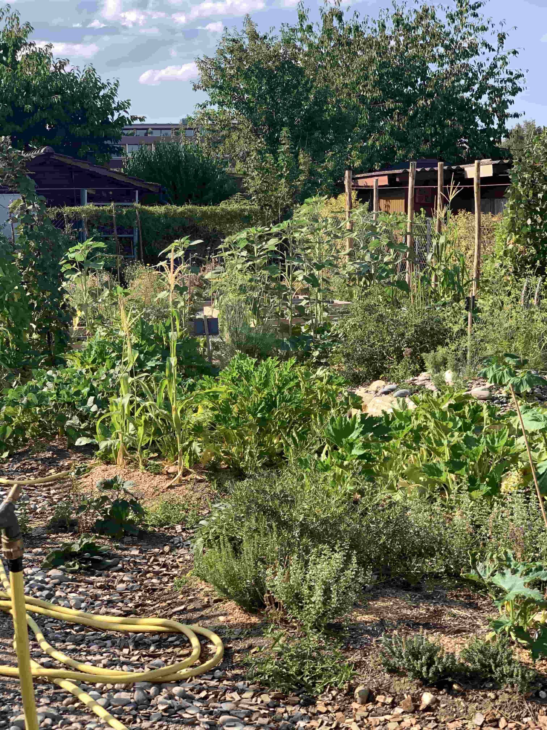 Garten mit verschiedenen Nutzpflanzen und Wasserschlauch
